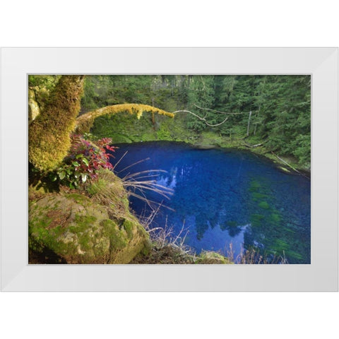 Oregon Blue or Tamolitch Pool on McKenzie River White Modern Wood Framed Art Print by Terrill, Steve