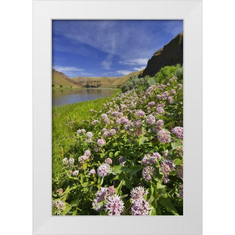 USA, Oregon Milkweed along the John Day River White Modern Wood Framed Art Print by Terrill, Steve