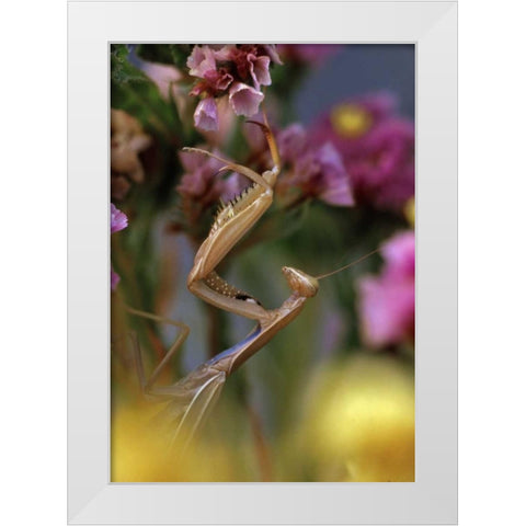 USA, Oregon Praying mantis on static flower White Modern Wood Framed Art Print by Terrill, Steve