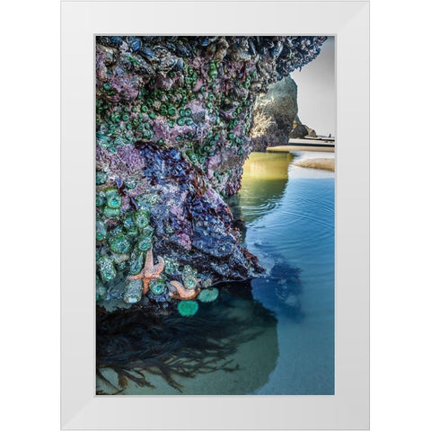 Oregon-Bandon Beach Sea stars and anemones on rock  White Modern Wood Framed Art Print by Jaynes Gallery