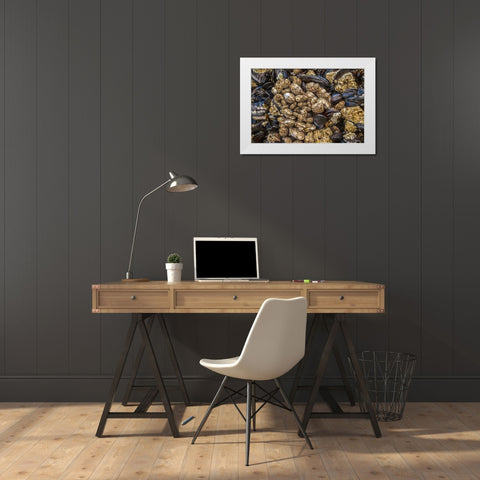 Oregon-Bandon Beach Barnacles and mussels close-up  White Modern Wood Framed Art Print by Jaynes Gallery