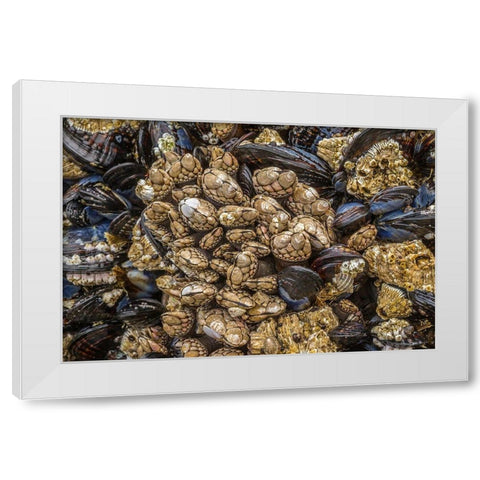 Oregon-Bandon Beach Barnacles and mussels close-up  White Modern Wood Framed Art Print by Jaynes Gallery