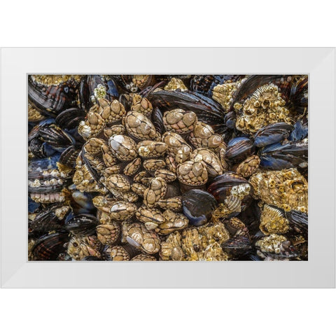 Oregon-Bandon Beach Barnacles and mussels close-up  White Modern Wood Framed Art Print by Jaynes Gallery