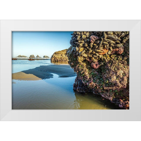 Oregon-Bandon Beach Anemones and sea stars exposed at low tide  White Modern Wood Framed Art Print by Jaynes Gallery