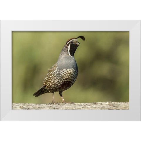 Oregon-Harney County-California quail White Modern Wood Framed Art Print by Jaynes Gallery