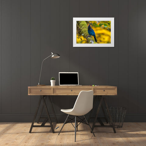 USA-Oregon-Silver Falls State Park Stellers jay on branch White Modern Wood Framed Art Print by Jaynes Gallery