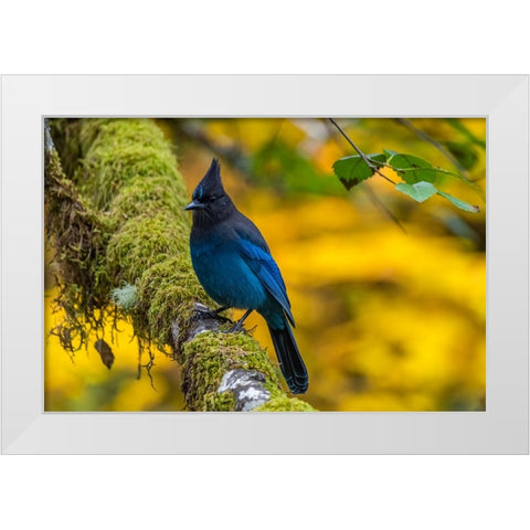 USA-Oregon-Silver Falls State Park Stellers jay on branch White Modern Wood Framed Art Print by Jaynes Gallery