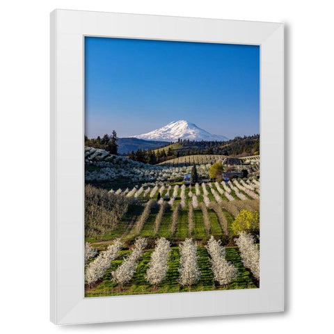 Fruit orchards in full bloom with Mount Adams in Hood River-Oregon-USA White Modern Wood Framed Art Print by Haney, Chuck