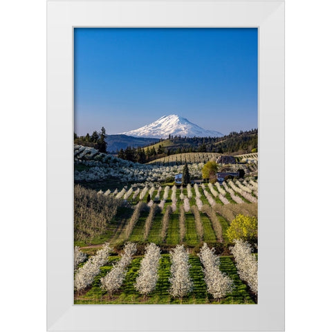 Fruit orchards in full bloom with Mount Adams in Hood River-Oregon-USA White Modern Wood Framed Art Print by Haney, Chuck