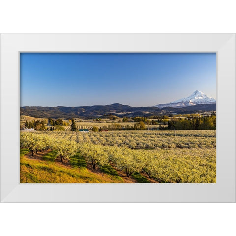 Fruit orchards in full bloom with Mount Hood in Hood River-Oregon-USA White Modern Wood Framed Art Print by Haney, Chuck