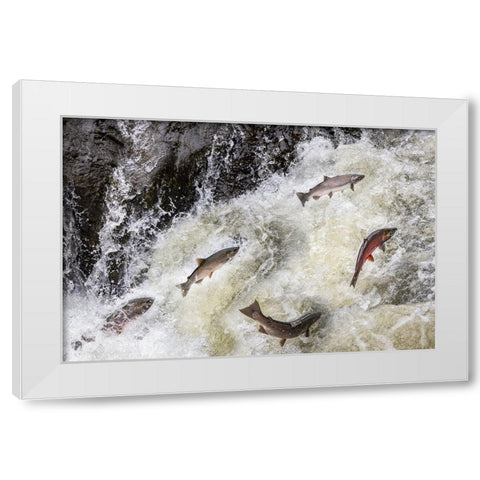 Spawning Coho salmon swimming upstream on the Nehalem River in the Tillamook State Forest-Oregon-USA White Modern Wood Framed Art Print by Haney, Chuck