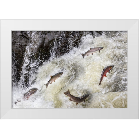 Spawning Coho salmon swimming upstream on the Nehalem River in the Tillamook State Forest-Oregon-USA White Modern Wood Framed Art Print by Haney, Chuck