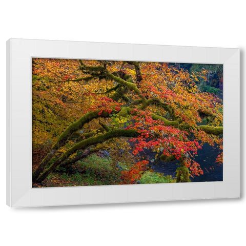 Colorful autumn maples along Humbug Creek in Clatsop County-Oregon-USA White Modern Wood Framed Art Print by Haney, Chuck