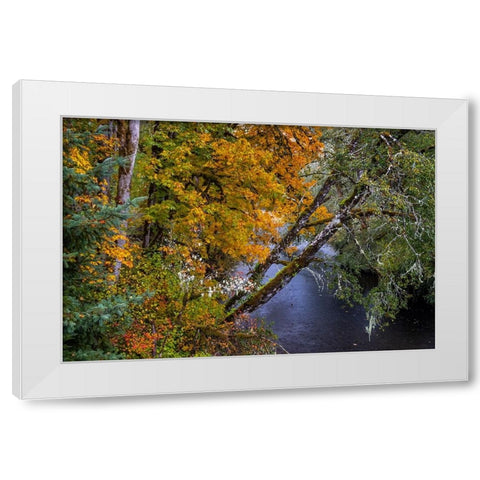 Colorful autumn maples along Humbug Creek in Clatsop County-Oregon-USA White Modern Wood Framed Art Print by Haney, Chuck