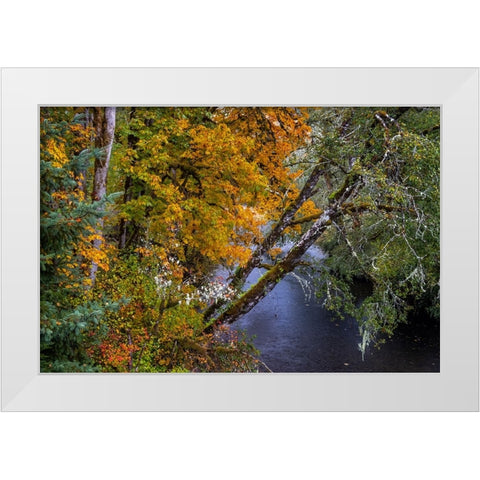 Colorful autumn maples along Humbug Creek in Clatsop County-Oregon-USA White Modern Wood Framed Art Print by Haney, Chuck
