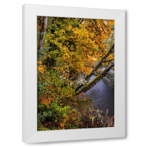 Colorful autumn maples along Humbug Creek in Clatsop County-Oregon-USA White Modern Wood Framed Art Print by Haney, Chuck