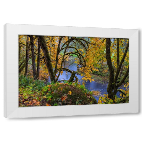 Colorful autumn maples along Humbug Creek in Clatsop County-Oregon-USA White Modern Wood Framed Art Print by Haney, Chuck
