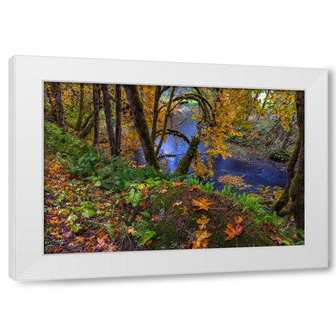 Colorful autumn maples along Humbug Creek in Clatsop County-Oregon-USA White Modern Wood Framed Art Print by Haney, Chuck