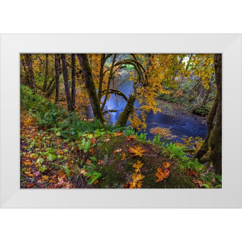 Colorful autumn maples along Humbug Creek in Clatsop County-Oregon-USA White Modern Wood Framed Art Print by Haney, Chuck