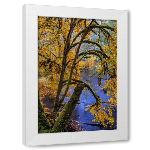 Colorful autumn maples along Humbug Creek in Clatsop County-Oregon-USA White Modern Wood Framed Art Print by Haney, Chuck