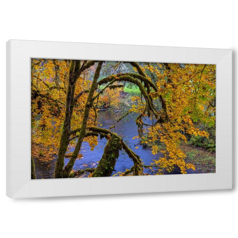 Colorful autumn maples along Humbug Creek in Clatsop County-Oregon-USA White Modern Wood Framed Art Print by Haney, Chuck
