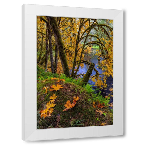 Colorful autumn maples along Humbug Creek in Clatsop County-Oregon-USA White Modern Wood Framed Art Print by Haney, Chuck