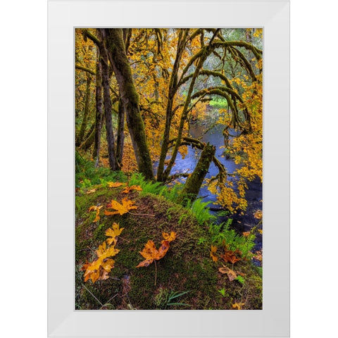 Colorful autumn maples along Humbug Creek in Clatsop County-Oregon-USA White Modern Wood Framed Art Print by Haney, Chuck