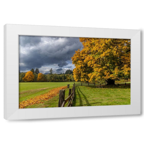 Maple tree and fence at Jewell Meadows Wildlife Area near Jewell-Oregon-USA White Modern Wood Framed Art Print by Haney, Chuck