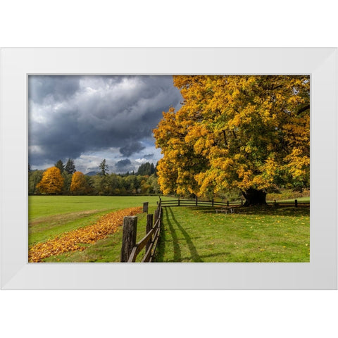 Maple tree and fence at Jewell Meadows Wildlife Area near Jewell-Oregon-USA White Modern Wood Framed Art Print by Haney, Chuck