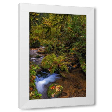 Bigtooth Maple leaves in autumn along Munson Creek near Tillamook-Oregon-USA White Modern Wood Framed Art Print by Haney, Chuck