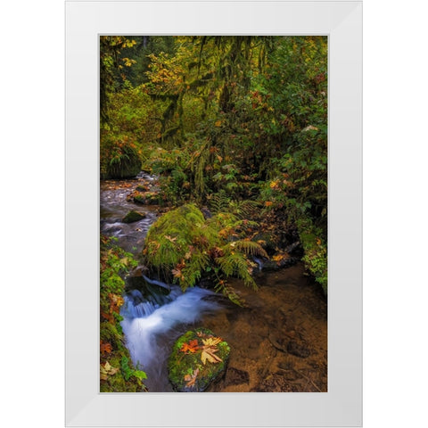 Bigtooth Maple leaves in autumn along Munson Creek near Tillamook-Oregon-USA White Modern Wood Framed Art Print by Haney, Chuck