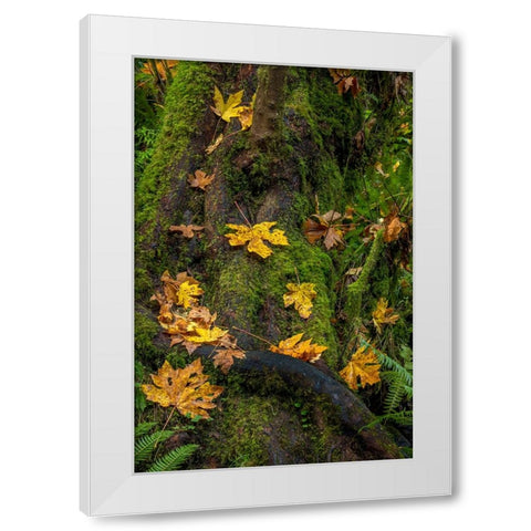 Bigtooth Maple leaves in autumn along Munson Creek near Tillamook-Oregon-USA White Modern Wood Framed Art Print by Haney, Chuck
