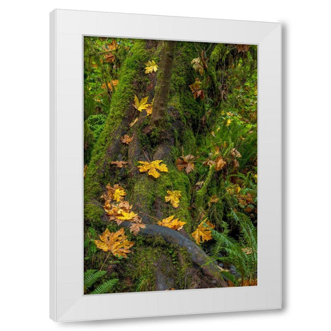 Bigtooth Maple leaves in autumn along Munson Creek near Tillamook-Oregon-USA White Modern Wood Framed Art Print by Haney, Chuck