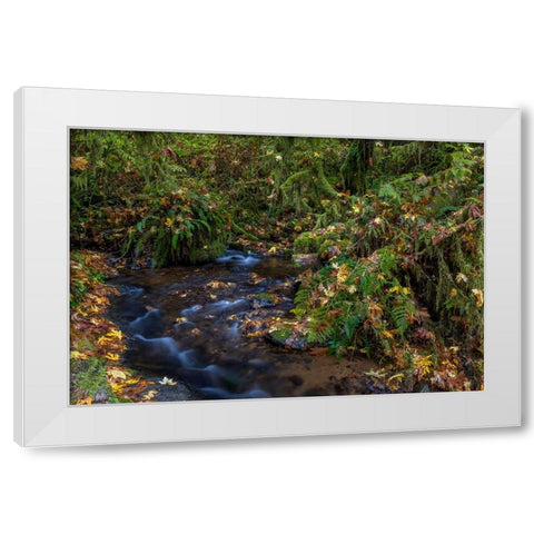 Munson Creek Falls State Natural Site in autumn near Tillamook-Oregon-USA White Modern Wood Framed Art Print by Haney, Chuck