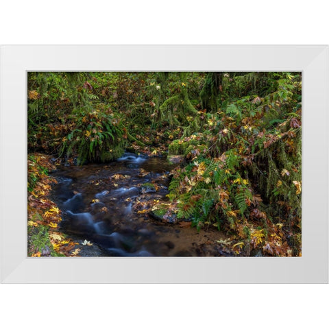 Munson Creek Falls State Natural Site in autumn near Tillamook-Oregon-USA White Modern Wood Framed Art Print by Haney, Chuck
