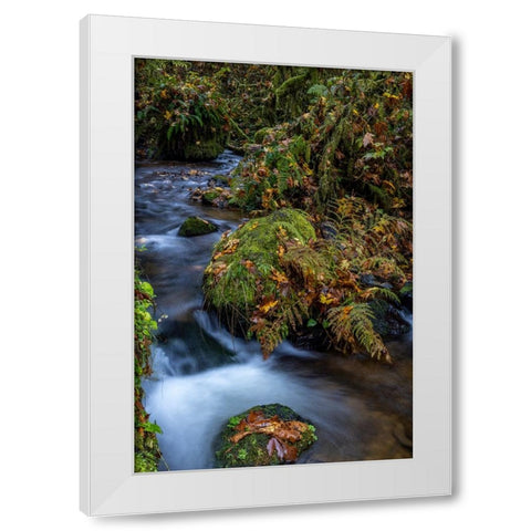Munson Creek Falls State Natural Site in autumn near Tillamook-Oregon-USA White Modern Wood Framed Art Print by Haney, Chuck