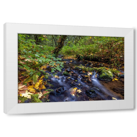 Munson Creek Falls State Natural Site in autumn near Tillamook-Oregon-USA White Modern Wood Framed Art Print by Haney, Chuck