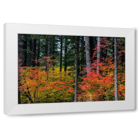 Vine Maple trees in autumn at Silver Falls State Park near Silverton-Oregon-USA White Modern Wood Framed Art Print by Haney, Chuck