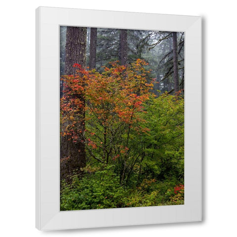 Vine Maple in autumn hues at Silver Falls State Park near Sublimity-Oregon-USA White Modern Wood Framed Art Print by Haney, Chuck