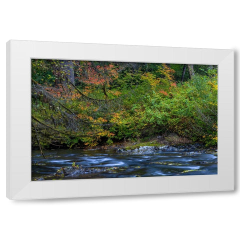Vine maple in autumn over the North Fork of Silver Creek at Silver Falls State Park near Sublimity White Modern Wood Framed Art Print by Haney, Chuck