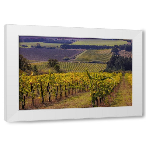 Vineyards at Yamhill Valley Vineyards near McMinnville-Oregon-USA White Modern Wood Framed Art Print by Haney, Chuck