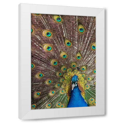 USA- Oregon- Tillamook. Peacock displaying tail feathers. White Modern Wood Framed Art Print by Gulin, Darrell