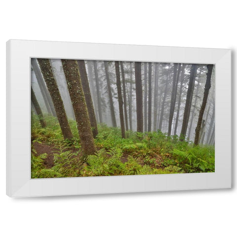 USA- Oregon. Lookout State Park with fog amongst Sitka spruce forest White Modern Wood Framed Art Print by Gulin, Darrell