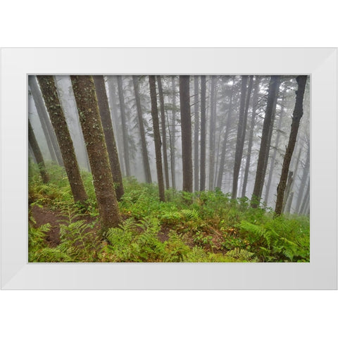 USA- Oregon. Lookout State Park with fog amongst Sitka spruce forest White Modern Wood Framed Art Print by Gulin, Darrell