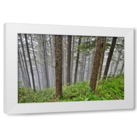 USA- Oregon. Lookout State Park with fog amongst Sitka spruce forest White Modern Wood Framed Art Print by Gulin, Darrell