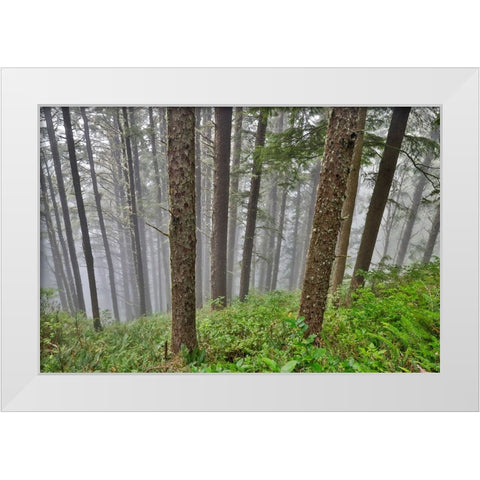USA- Oregon. Lookout State Park with fog amongst Sitka spruce forest White Modern Wood Framed Art Print by Gulin, Darrell