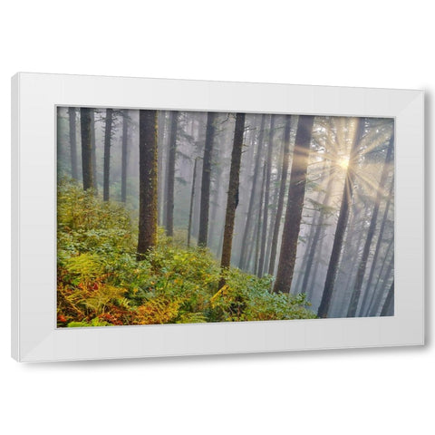 USA- Oregon. Lookout State Park with fog and sun breaking through amongst Sitka spruce forest White Modern Wood Framed Art Print by Gulin, Darrell