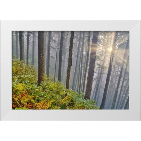 USA- Oregon. Lookout State Park with fog and sun breaking through amongst Sitka spruce forest White Modern Wood Framed Art Print by Gulin, Darrell