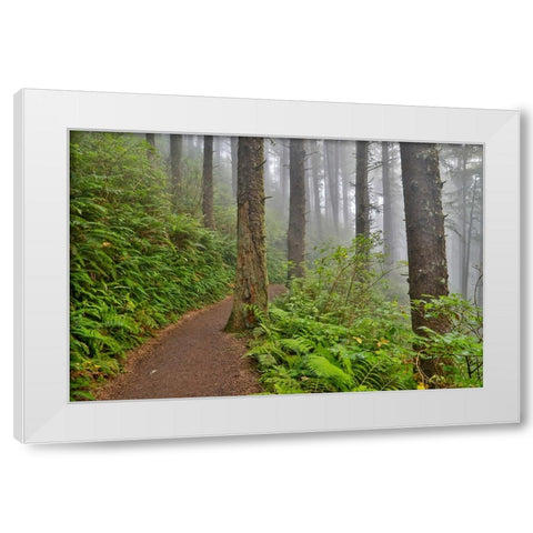 USA- Oregon. Lookout State Park trail with fog amongst Sitka spruce forest White Modern Wood Framed Art Print by Gulin, Darrell