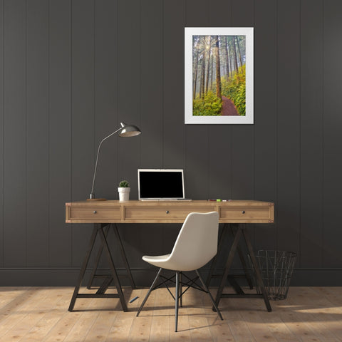 USA- Oregon. Lookout State Park trail with fog amongst Sitka spruce forest with sunrays White Modern Wood Framed Art Print by Gulin, Darrell
